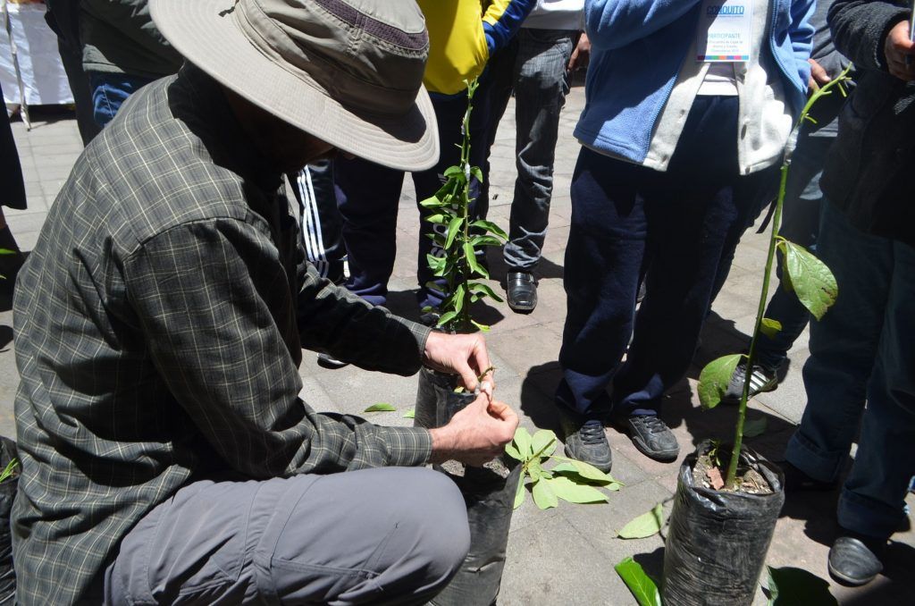 Curso de manejo de frutales, podas e injertos | Conquito