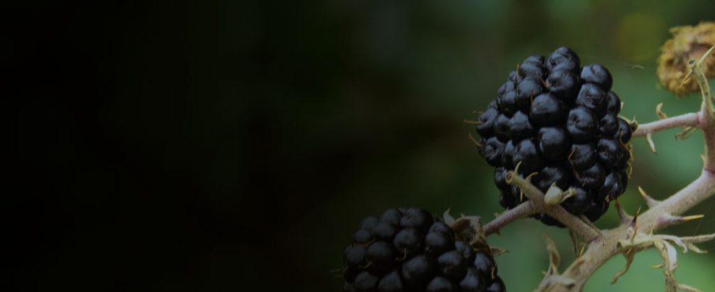 Curso Cultivo de mora