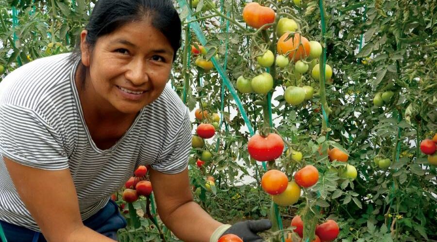 Más de 11 mil personas aprendieron técnicas de agricultura urbana